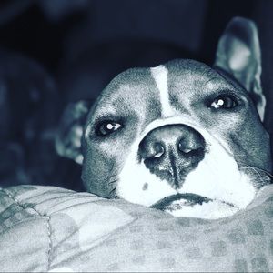 Meet your Posher, Sam